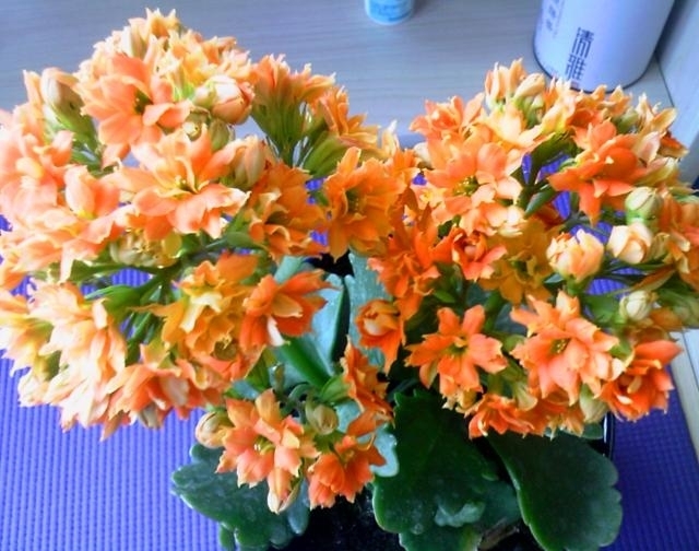 入冬后,这“3种”花不用买用1个“套路”,不花钱就能带回家