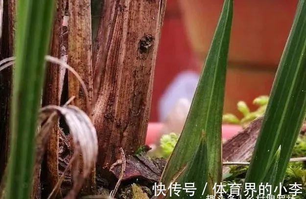 立冬到了，兰花还能淋雨吗？兰友说：这3种兰花千万不要淋雨
