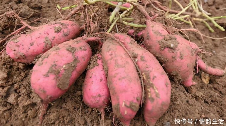 体质|想长寿要会吃,3种食物不错过,补血养颜、改善体质,早吃早好