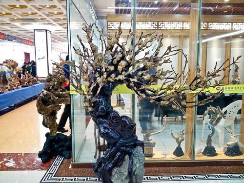 观果盆景金弹子，嫁接的雌雄枝，挂果已经开始慢慢变红了