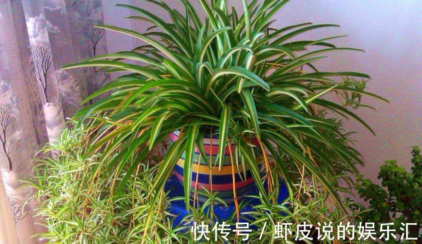 补充|王大叔养吊兰,轻松养成“瀑布”,全靠对“这方法”的熟悉