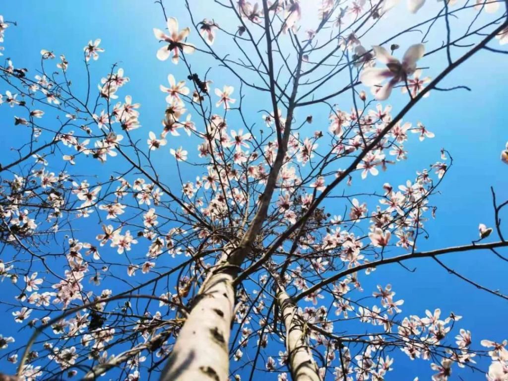 又到一年开花季，收好这份广元赏花指南！