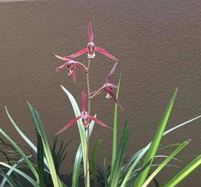 丸姬|日本寒兰欣赏