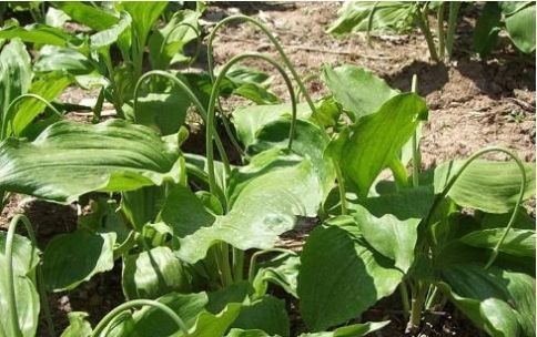 长在缝中的野菜,简单凉拌就好吃,味道似韭菜,春天的美味