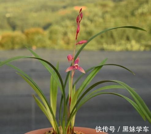 喜欢兰花就养建兰,重点只有2个,越养越上瘾,花朵艳丽满屋飘香!