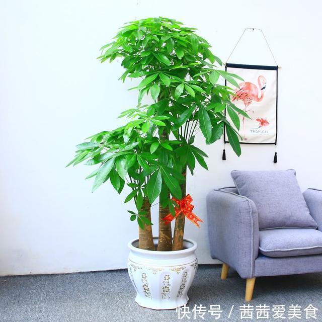 盆栽|客厅有树，十有九富！6种“富贵树”，贵气好养，旺家又吉利