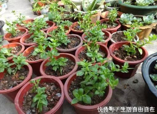 这6种花,现在扦插正当时,7天生白根,当年能开花,新手也可以