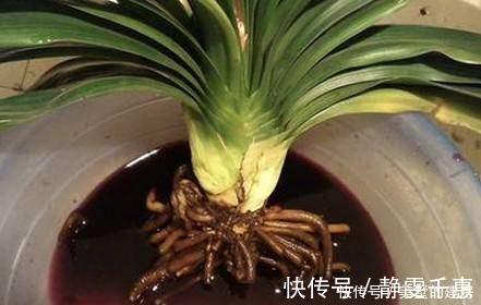 溶液|养花烂根了,全扔掉?别,一个小方法立马满血复活