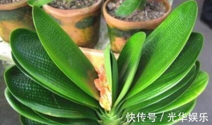 液体|家家都有的一种“液体”,君子兰吃“1勺”,疯长如白菜,花还多