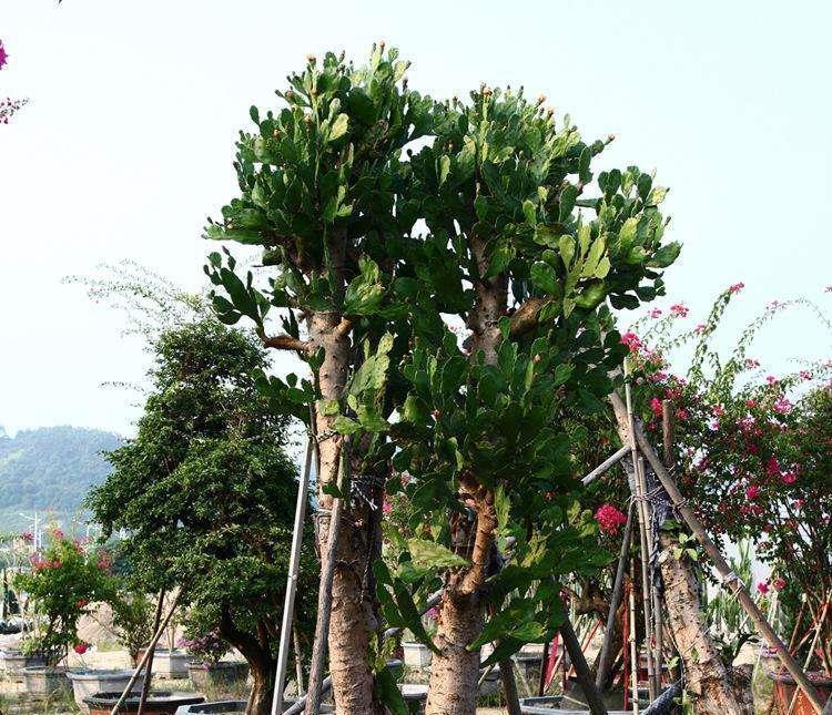 仙人果|仙人掌高10米,开黄花,挂红果,长成几十年的树,太霸气了