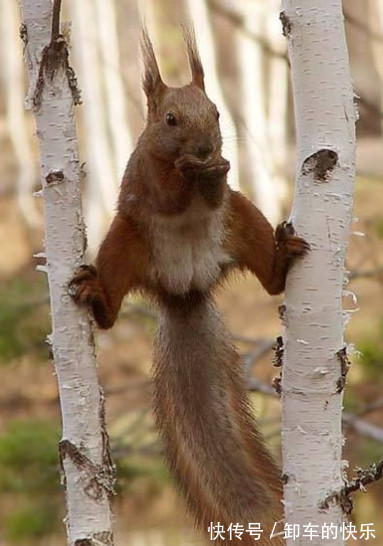 |笑话段子:逗逼同事,每次用同样的套路忽悠……