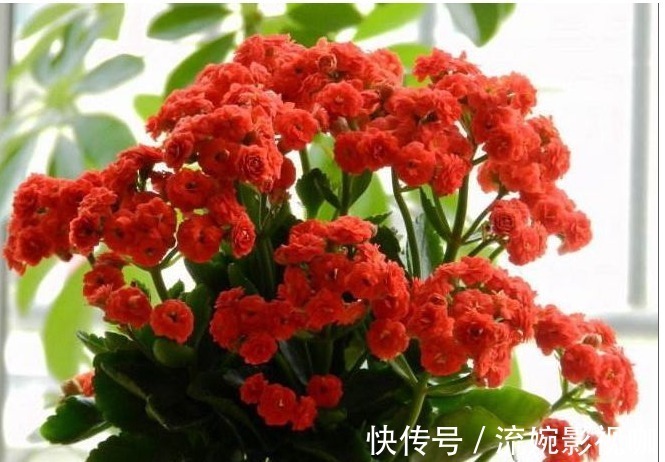 养花|懒人养花就选它,一年四季都在开,掐个叶子插盆里很快就能活!