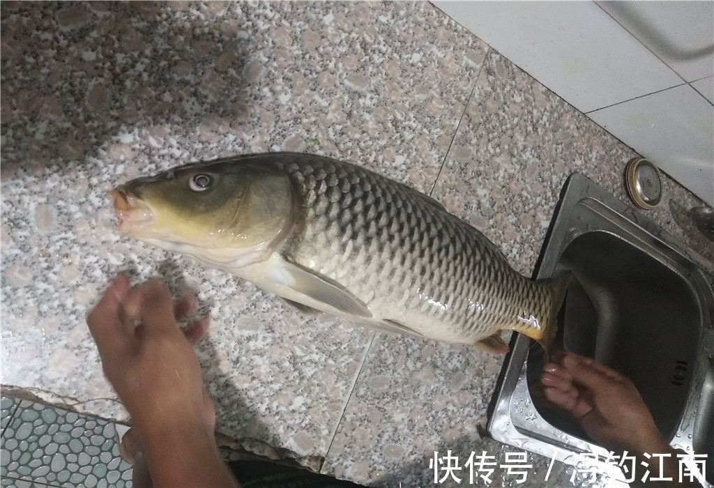 黄颡鱼|外出钓鱼怎么找鱼窝,水里哪里鱼最多?不靠水草就找坡