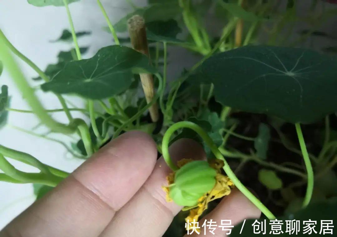 凤仙花|10种花开完不要剪,等20天之后,1盆变多盆