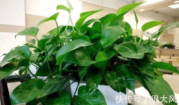 拿白醋养杜鹃、栀子花、绿萝,原来用法有区别,效果也不一样