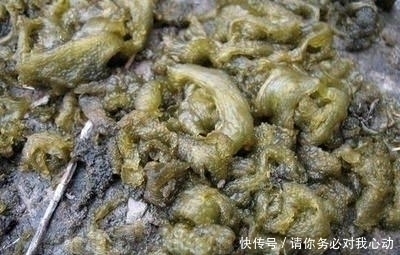 下雨|农村这东西看着非常恶心，下雨后出现是人们争相抢食的美味