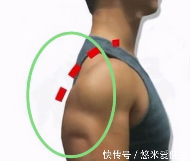 肩胛骨|如何锻炼三角肌后束?4个动作每周练2次,提升肩部肌肉立体感