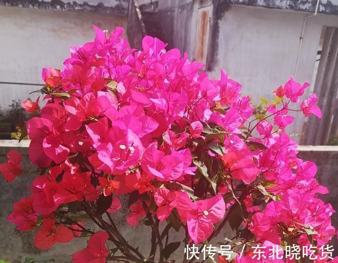 三角梅不会养，选对品种很关键，做好4点，40天后开花爆盆