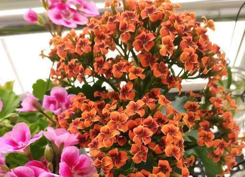 花卉|2种懒人花,光照不好也能开爆盆,是阳台盆栽佳品!