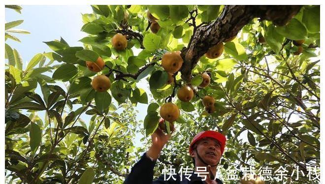 小事|白露前后,记得多吃“5种水果”,少做“3件小事”,秋冬少生病