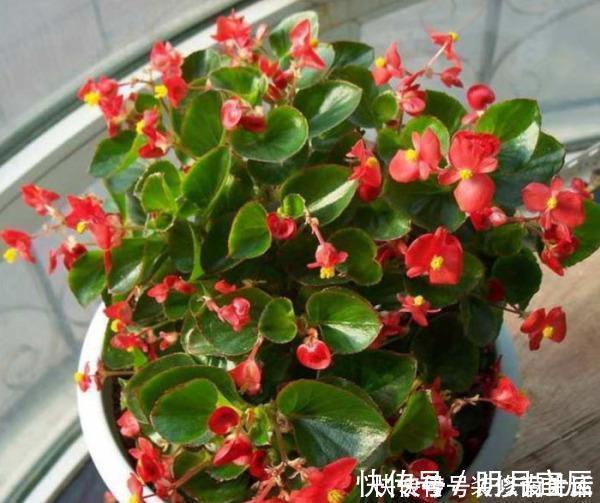 花卉|此1种花，花期超长，能开9个月，养一盆天天有花看