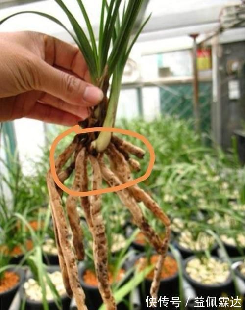 植料|兰花总是不长新根，发出来的小苗也不长，怎么办？