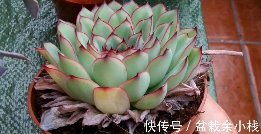 莲花科属多肉|莲花科属多肉,茎干底端叶子干枯摘还是不摘?看这3种情况