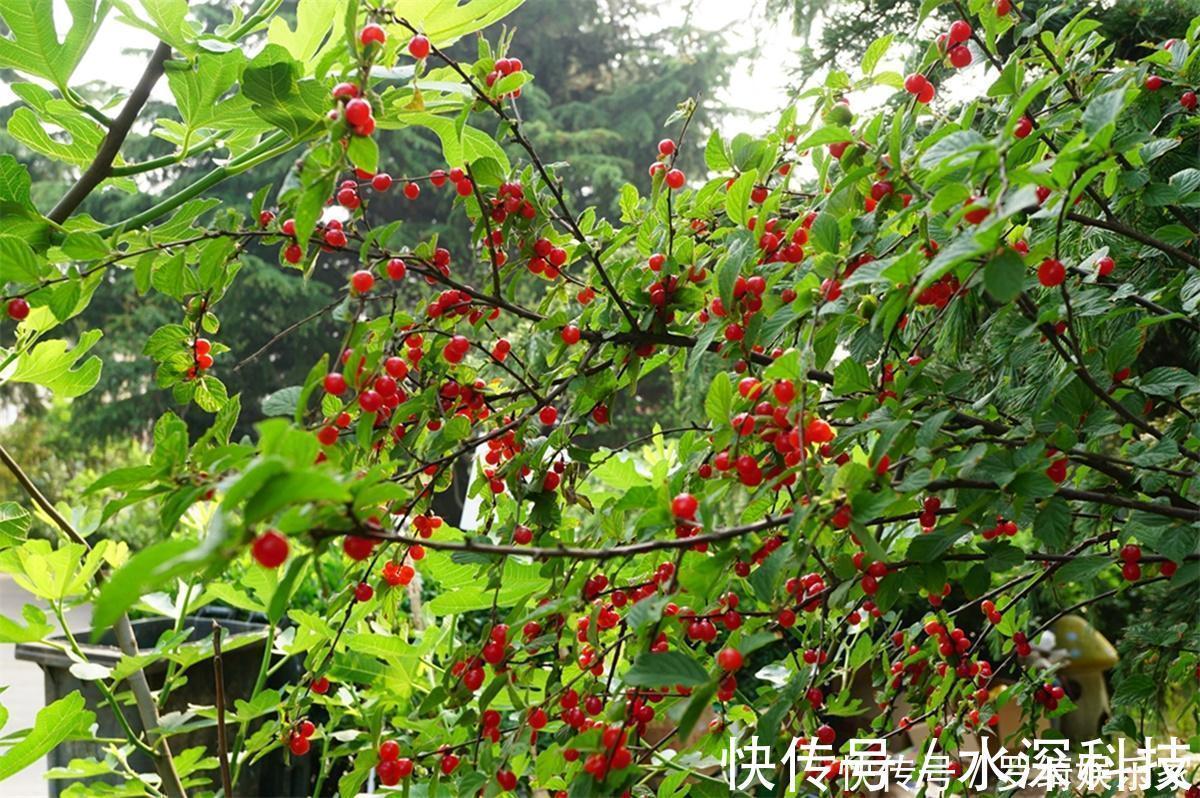 多汁|农村山里一种“樱桃”，过去地上捡了随便吃，如今20元一斤吃不起