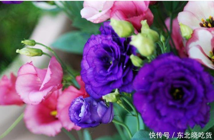 此款花卉,好养易爆盆,养在家里繁花似锦,满屋飘香