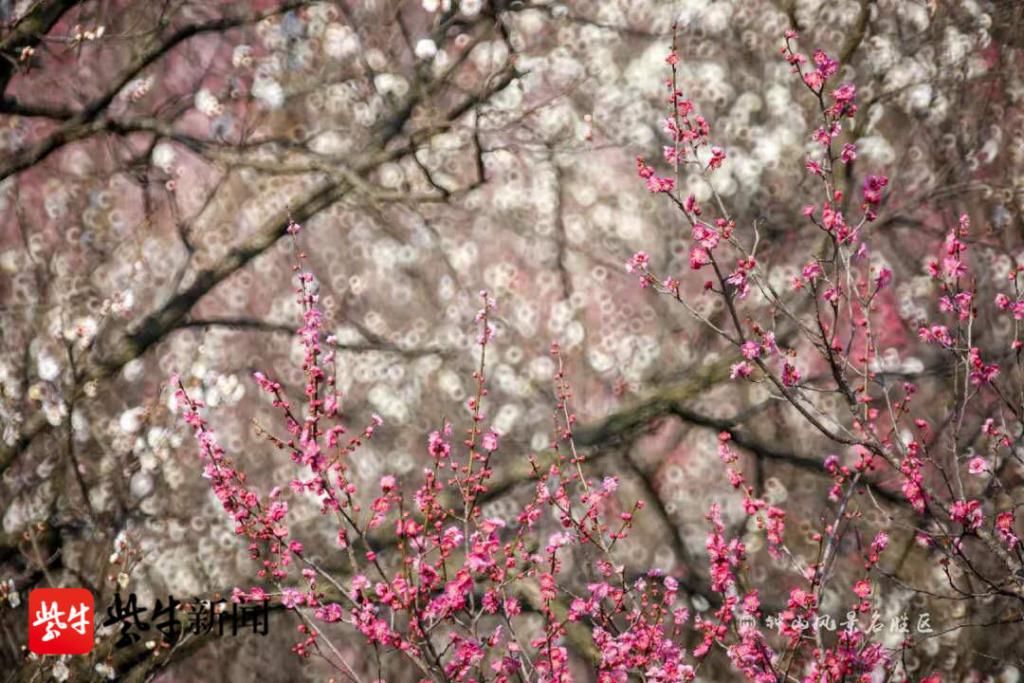 老年|南京国际梅花节19日开幕，梅花山花海如潮