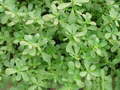 白带增多|农村到处都是宝，3种野菜，田边疯长，养肝护肝，预防妇科病