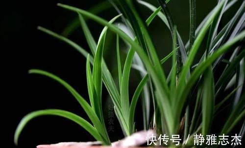 花卉|营养土的自制方法,兰友说:这样就简单了,明天开始做