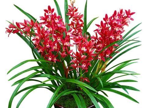 兰花|蝴蝶兰和兰花养护方法有差别，了解这三点，养哪一种也不难