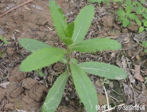 此野草人称三姐妹,美容抗衰老,治疗牙痛感冒效果极好,你认识吗
