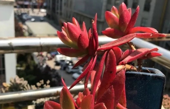 不如养盆多肉“火祭”，记住3个小技巧，养出红艳似火的多肉火祭