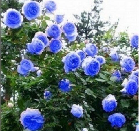 怪不得|怪不得老公把发财树扔了,现阳台流行种此花卉,香飘满屋更迷人