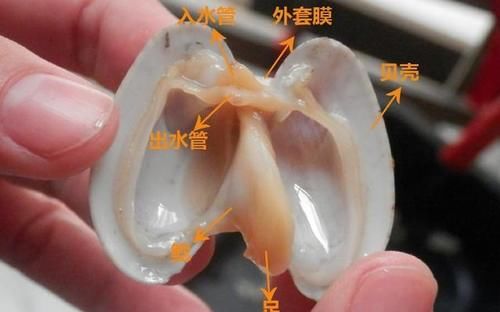 花蛤怎样炒最好？要不要过水？