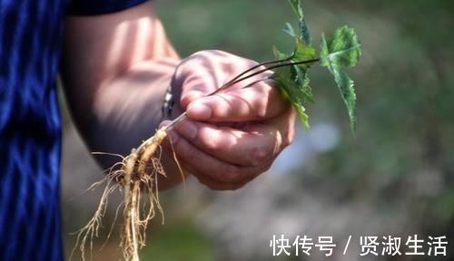 枸杞子|男人不想老太快，多吃天然“雄激素”，唤醒“肾动力”