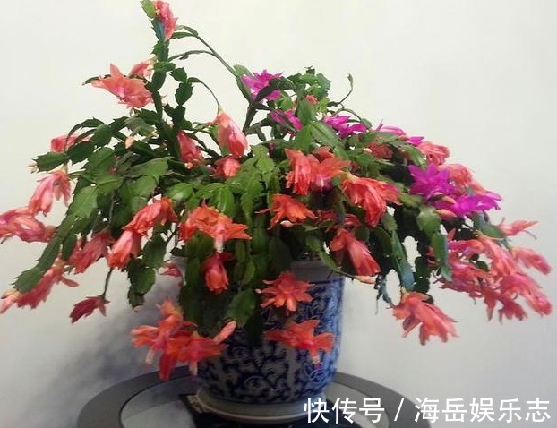 长寿花蟹爪兰|养长寿花、蟹爪兰，就用“2种”好东西，花芽猛窜，轻松爆满盆！
