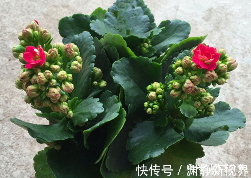 叶绿素|你还用自来水浇花吗五种水如同营养液，不施肥叶片都绿油油