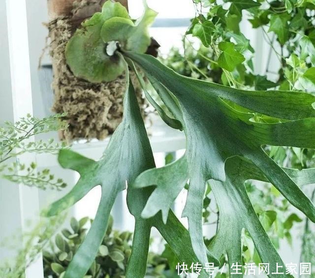 春光明媚,这八种花却不能多晒太阳,一晒就发蔫,赶紧搬屋里躲躲!