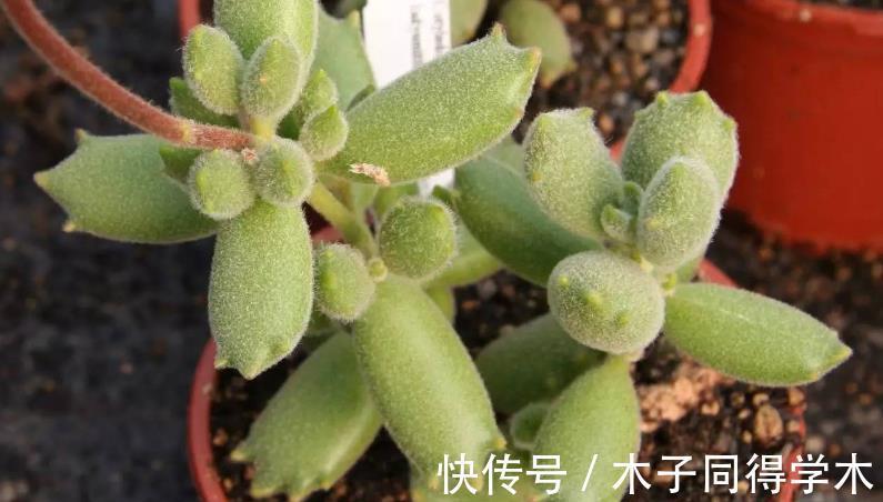 元凶|多肉植物熊童子没精神,早点检查下这3地方,可能马上找到元凶