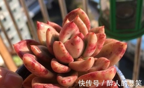 休眠|导致多肉休眠的3个原因，及时避免，不然黄叶又烂根！