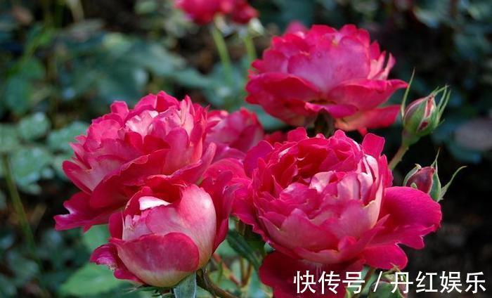 月季花朵品种多,这两种花很独特,易养且美艳