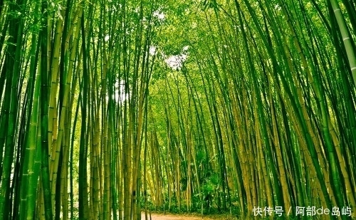  凝滞|志气高节，一身是药，清热化痰止呕逆，虽性寒却不凝滞！