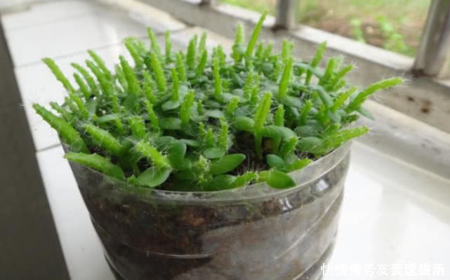 氮肥|在家也能种火龙果,7天生根发芽,好养易活结果量大,果子挂满树