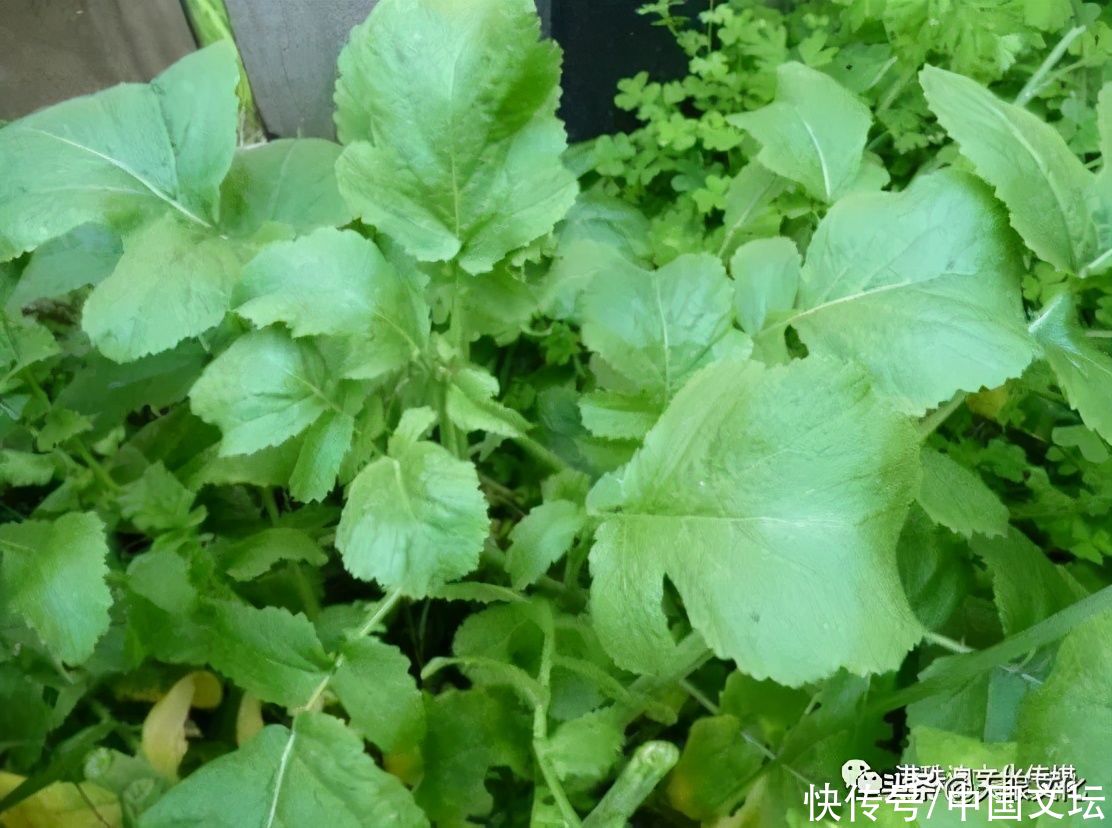  野菜|故事：散文《野菜恋》董凯