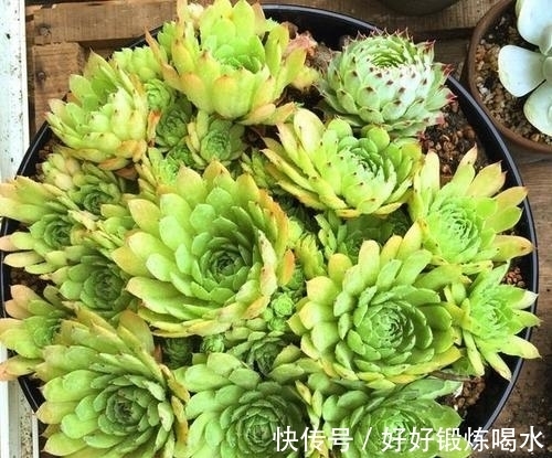 盘点3种爆崽普货多肉,好养护易群生,无需掐芽也能养成肉墩子