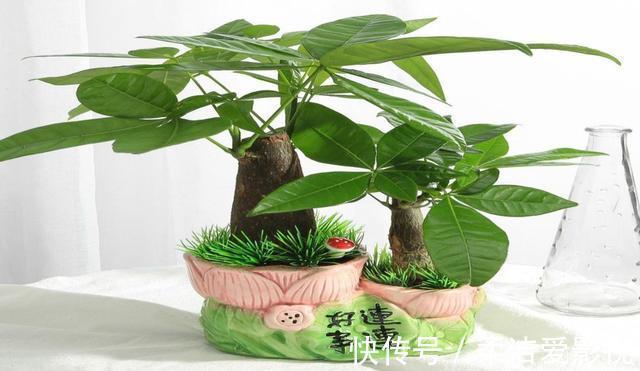 招财树|这几种花儿既漂亮又好养,寓意又吉祥,养在家中,何乐而不为呢?