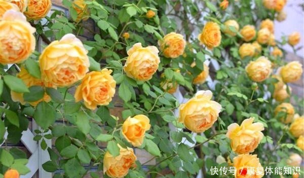 黄金|此花一年开花300天,花朵会散发酒香味,院里养2棵3年爬满墙!